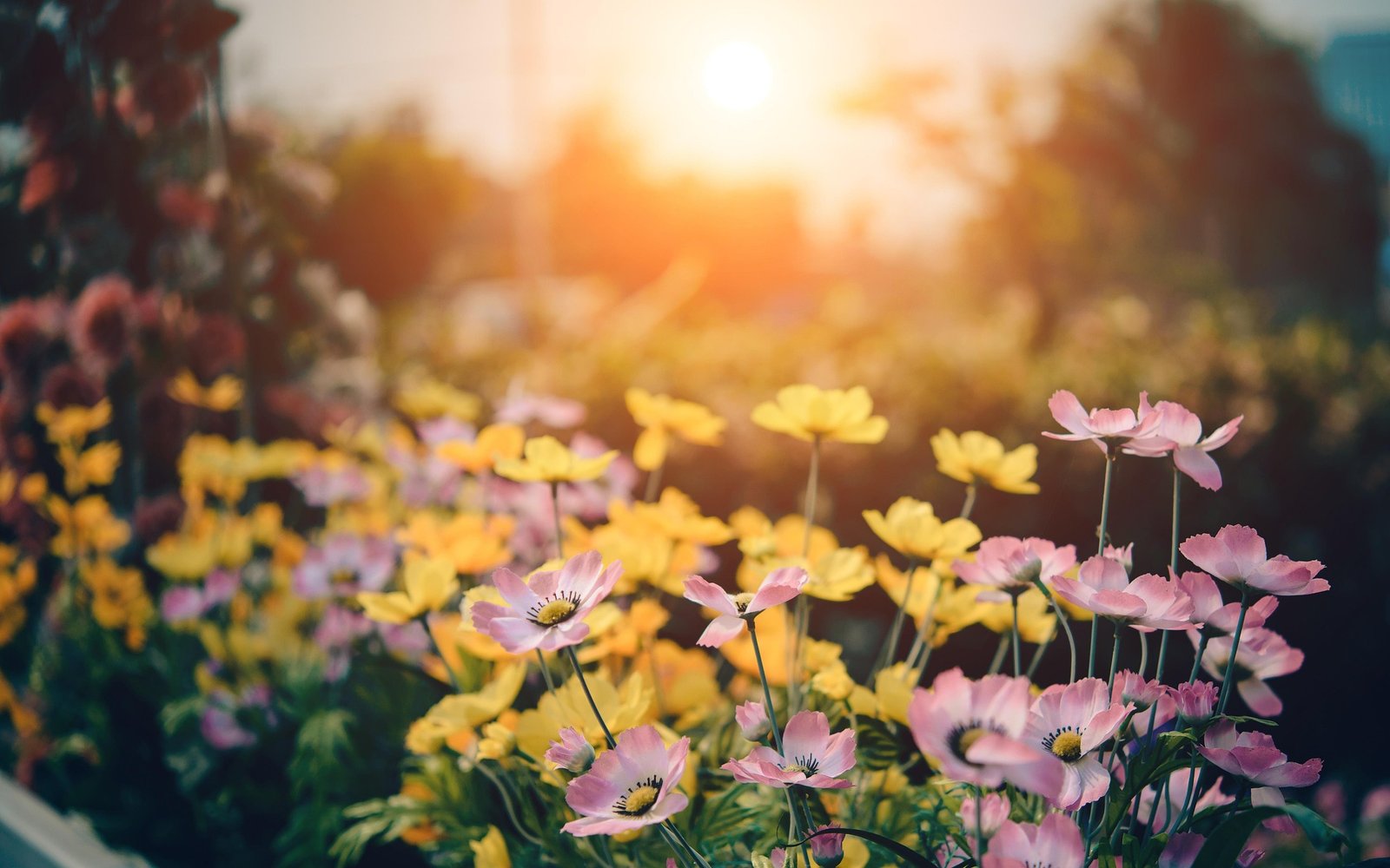 A picturesque garden filled with pink and yellow flowers illuminated by the warm golden sunlight, creating a serene and vibrant springtime atmosphere.