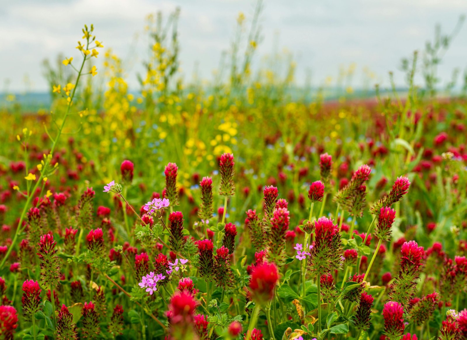 Winter Cover Crops: How to Improve Your Soil Before Spring