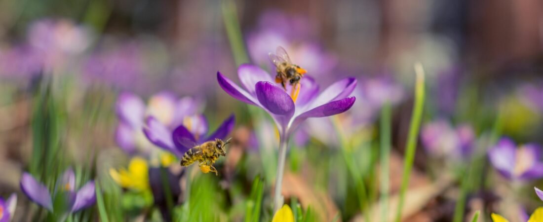 The Best Pollinator-Friendly Plants for Bees and Butterflies: A Guide to a Thriving Garden