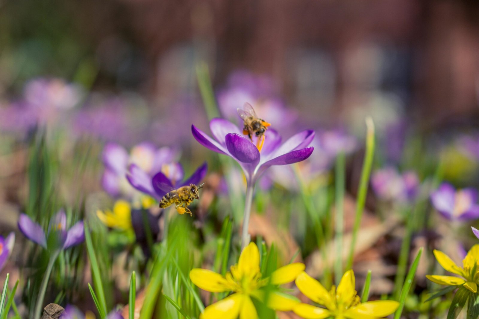 The Best Pollinator-Friendly Plants for Bees and Butterflies: A Guide to a Thriving Garden