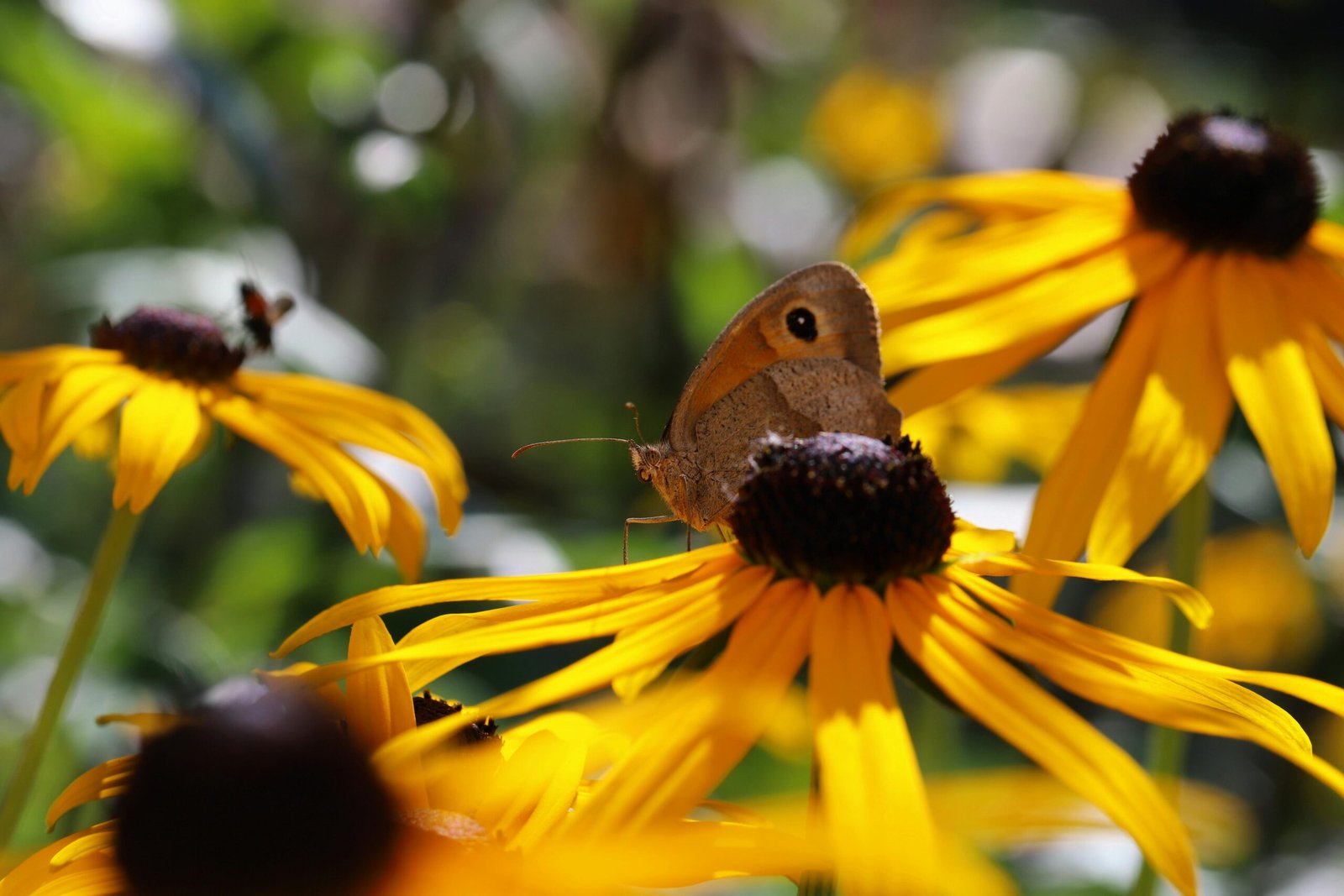 When and How to Start Flower Seeds Indoors for Spring Blooms