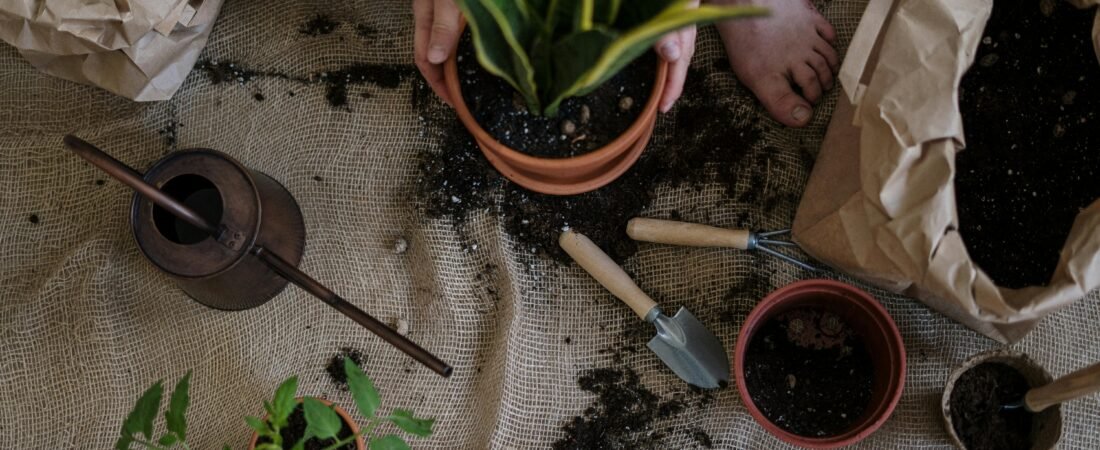 The Best Vegetables to Start Indoors Right Now for an Early Harvest