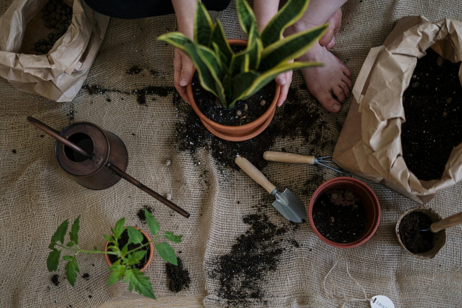 The Best Vegetables to Start Indoors Right Now for an Early Harvest