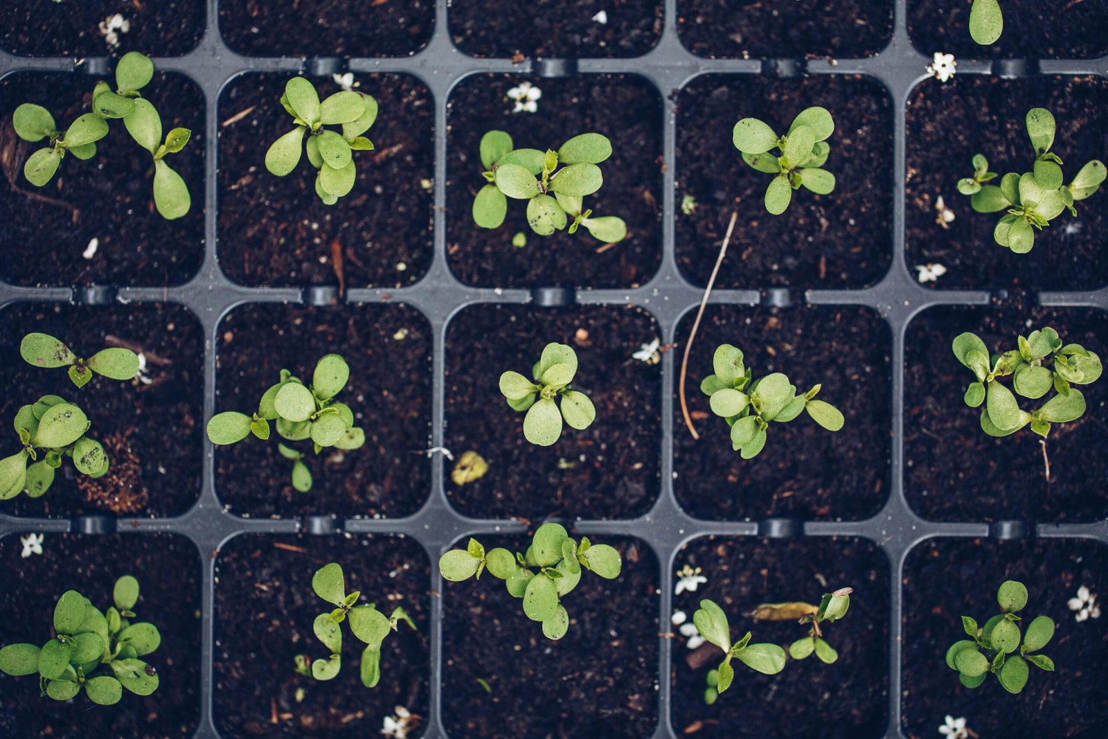 Using Soil Blocks vs. Seed Trays: Which is Better for Starting Seeds?