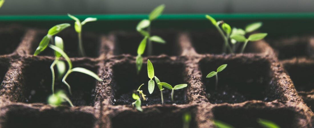 Winter Sowing: How to Start Seeds Outside Using Milk Jugs