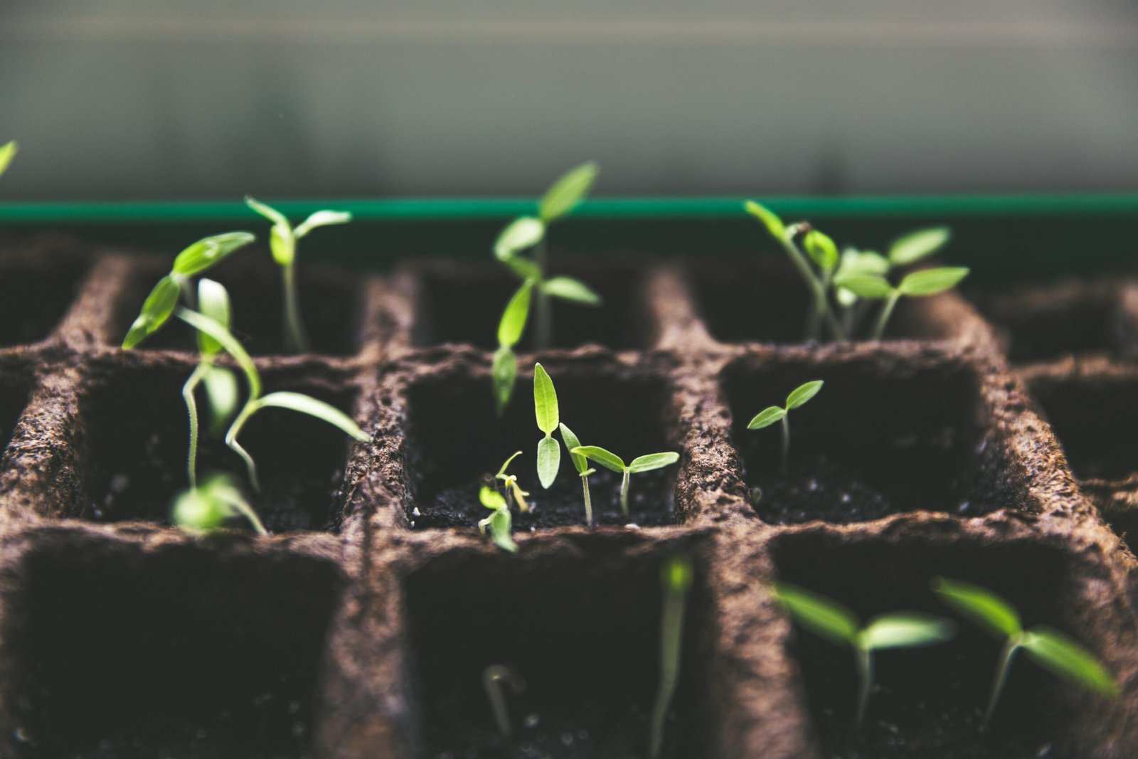 Winter Sowing: How to Start Seeds Outside Using Milk Jugs